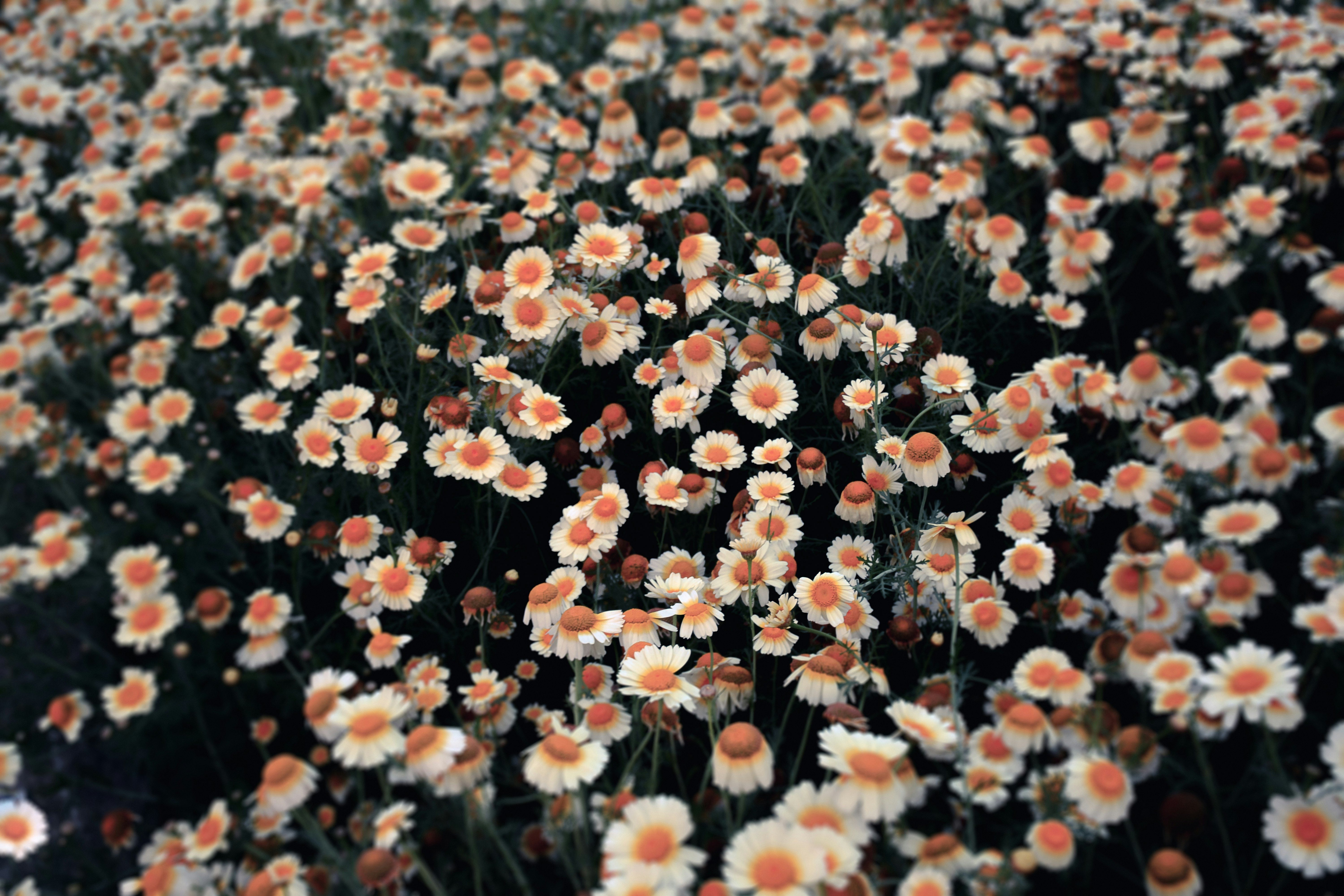 orange and white flower field during daytime